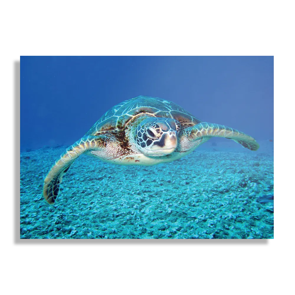 Schilderij Zeeschildpad In Helderblauw Water 01 Rechthoek Horizontaal Template DB 50 70 Horizontaal Dieren 21 1