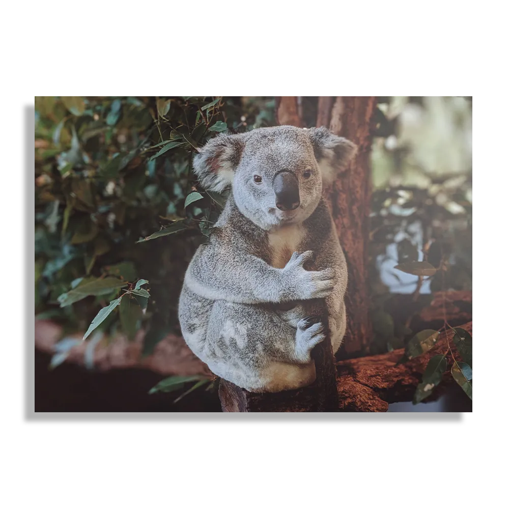 Schilderij De Vastgelamde Koala Rechthoek Horizontaal Template DB 50 70 Horizontaal Dieren 23 1