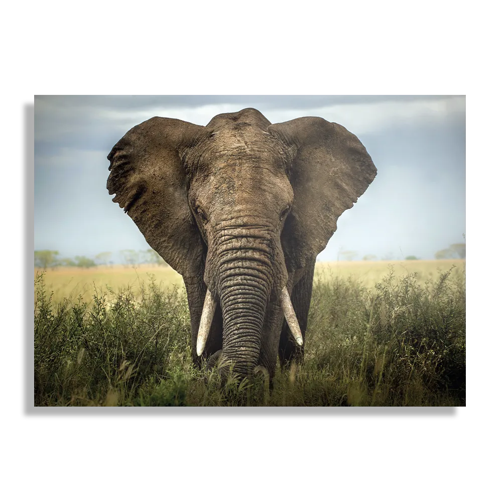 Schilderij Olifant Rechthoek Horizontaal Template DB 50 70 Horizontaal Dieren 25 1