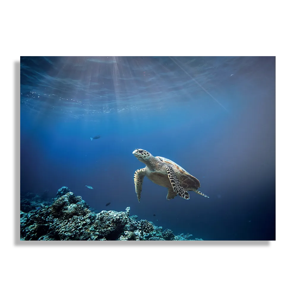 Schilderij Zeeschildpad In Helderblauw Water 03 Rechthoek Horizontaal Template DB 50 70 Horizontaal Dieren 30 1
