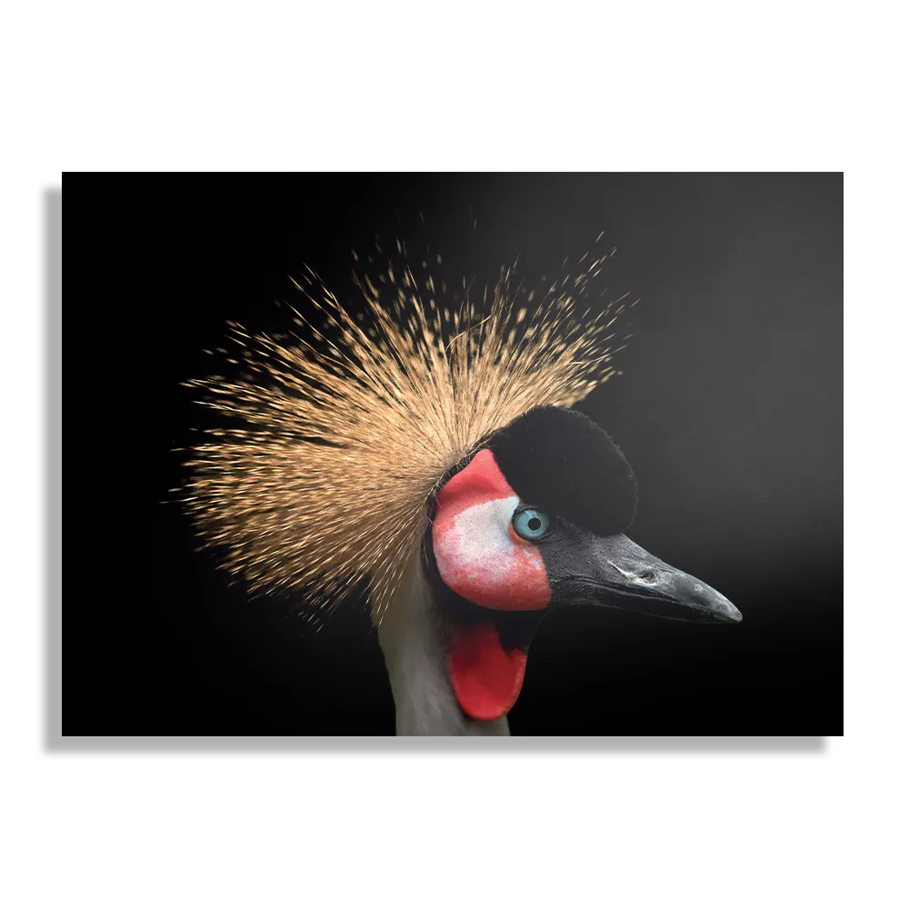 Template_DB_50-70_Horizontaal_Dieren_31-1 Schilderij Kroonkraanvolgel Close Up Colored Rechthoek Horizontaal Template DB 50 70 Horizontaal Dieren 31 1