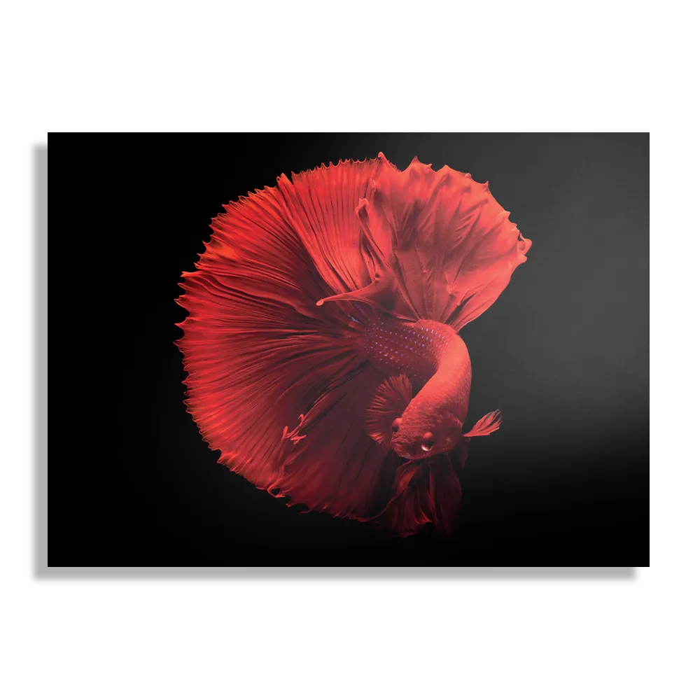 Schilderij Red Dragon Siamese Fighting Fish Rechthoek Horizontaal Template DB 50 70 Horizontaal Dieren 32 1