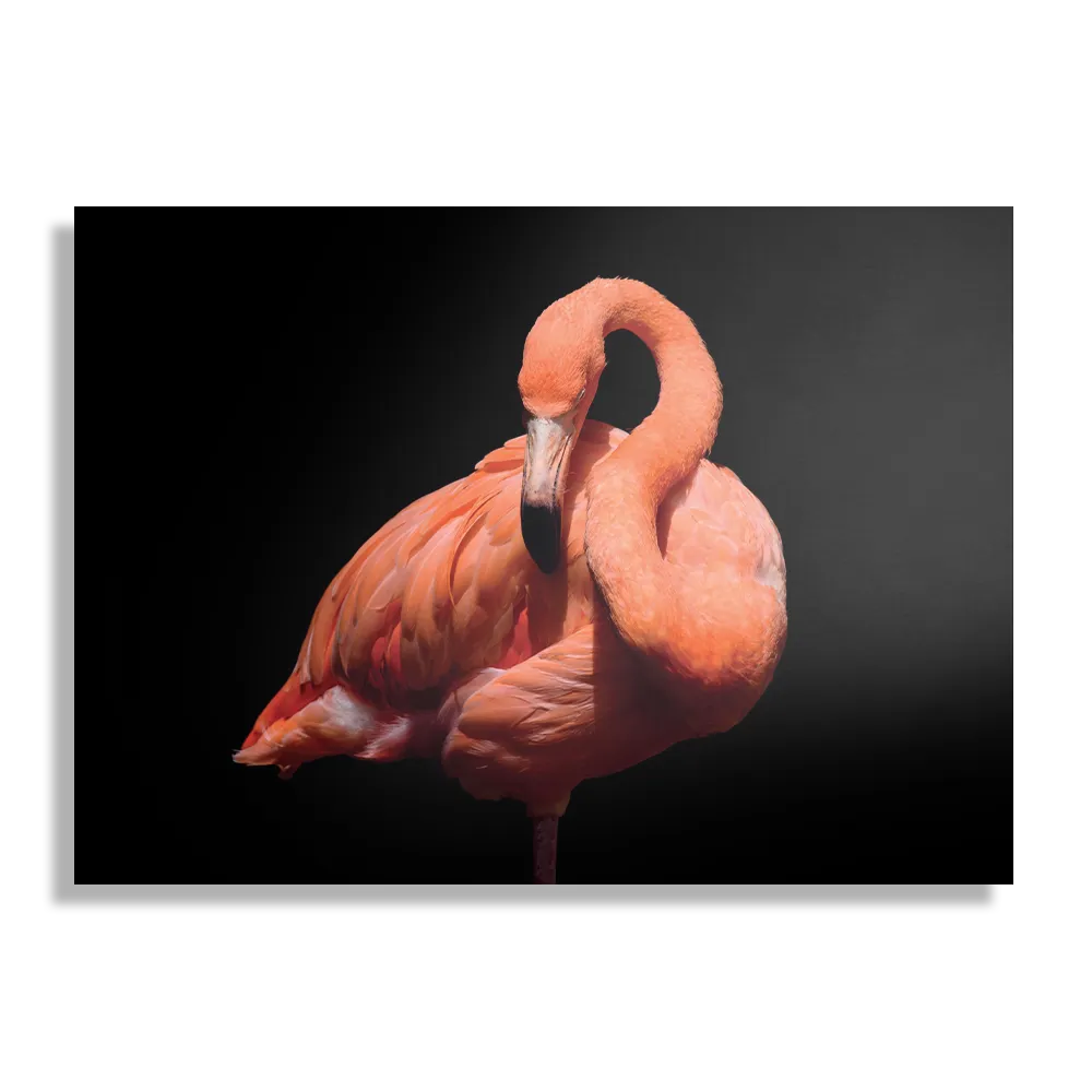 Template_DB_50-70_Horizontaal_Dieren_33-1 Schilderij Falmingo Contrast Rechthoek Horizontaal Template DB 50 70 Horizontaal Dieren 33 1