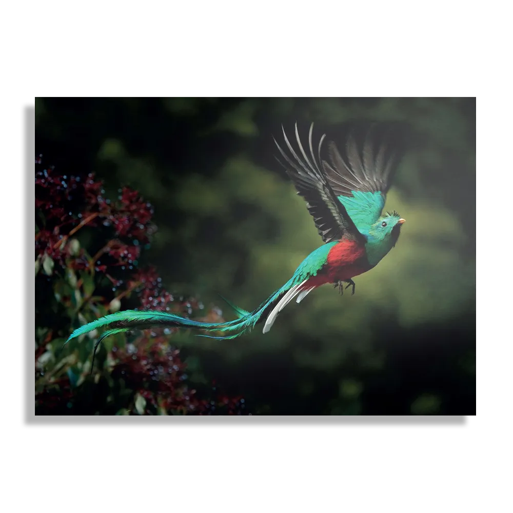 Schilderij Schitterende Vliegende Quetzal Vogel Rechthoek Horizontaal Template DB 50 70 Horizontaal Dieren 34 1