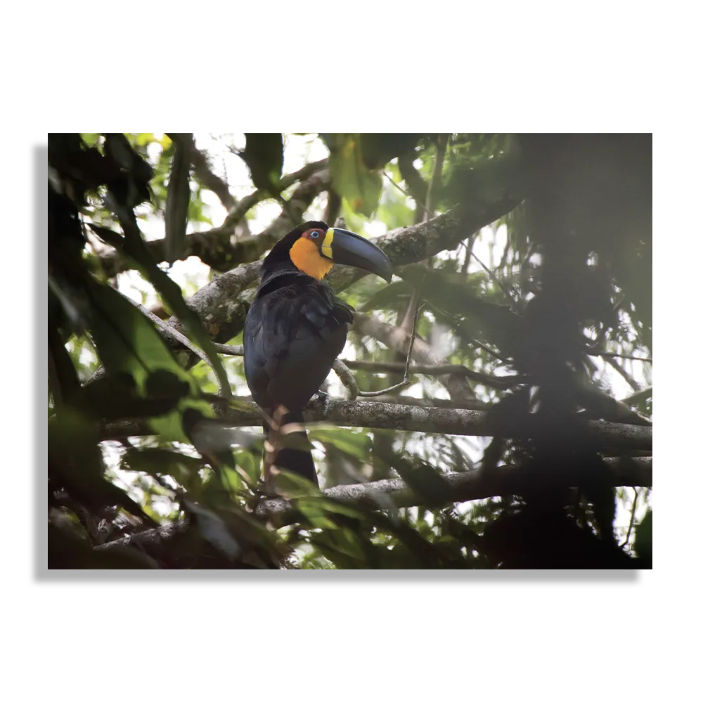 Template_DB_50-70_Horizontaal_Dieren_37-1 Schilderij De Toekan Rechthoek Horizontaal Template DB 50 70 Horizontaal Dieren 37 1