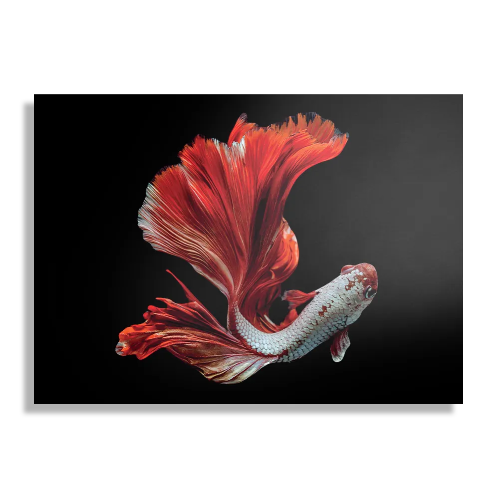 Schilderij The Betta Fish Rechthoek Horizontaal Template DB 50 70 Horizontaal Dieren 43 1