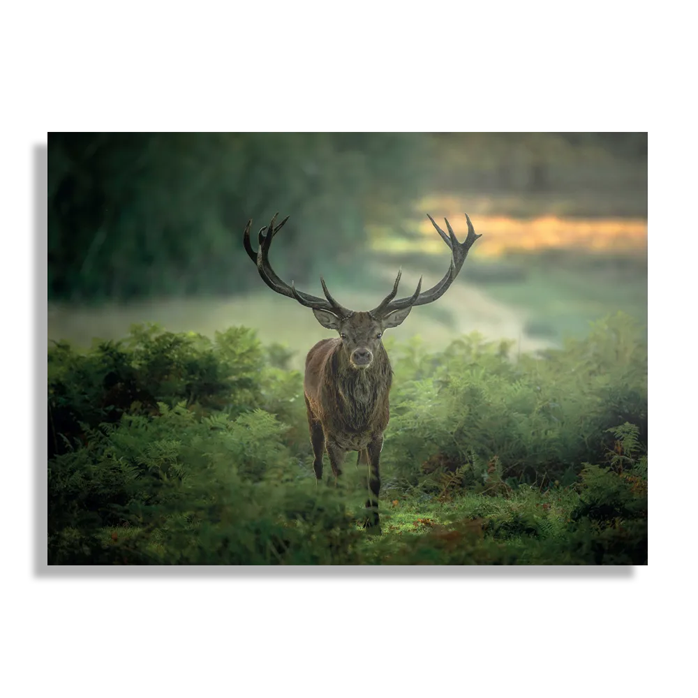 Template_DB_50-70_Horizontaal_Dieren_45-1 Schilderij Edelhert In Het Bos Rechthoek Horizontaal Template DB 50 70 Horizontaal Dieren 45 1