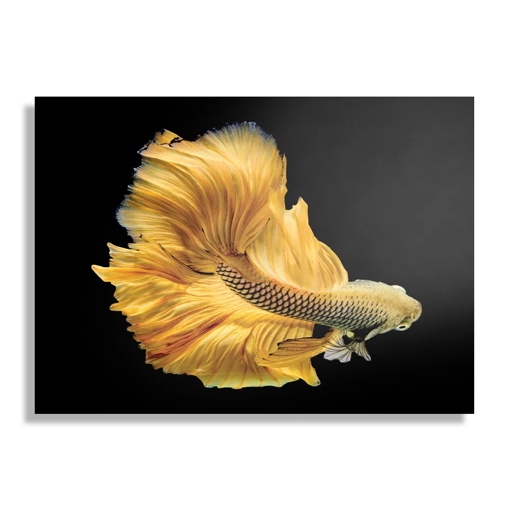 Schilderij Gele Betta Siamese Vis Rechthoek Horizontaal Template DB 50 70 Horizontaal Dieren 47 1
