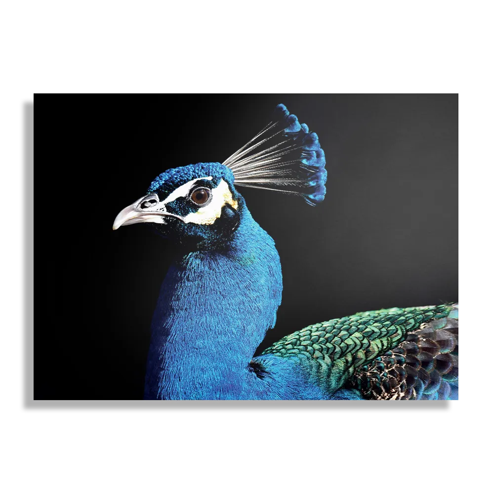 Schilderij De Pauw Rechthoek Horizontaal Template DB 50 70 Horizontaal Dieren 48 1