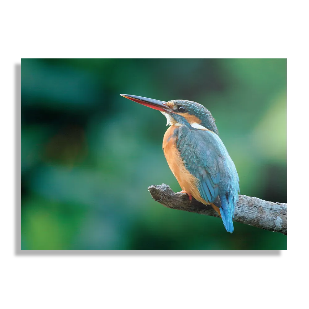 Schilderij De Ijsvogel Rechthoek Horizontaal Template DB 50 70 Horizontaal Dieren 51 1