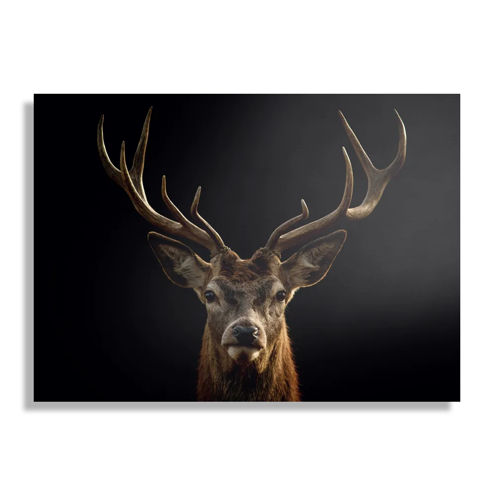 Schilderij Edelhert Met Zwarte Achtergrond Rechthoek Horizontaal Template DB 50 70 Horizontaal Dieren 54 1