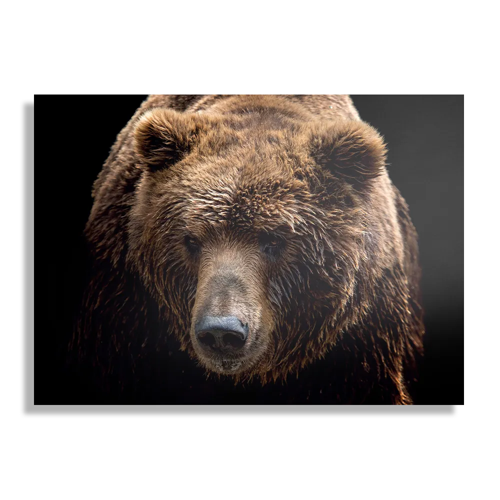 Template_DB_50-70_Horizontaal_Dieren_55-1 Schilderij De Bruine Beer Rechthoek Horizontaal Template DB 50 70 Horizontaal Dieren 55 1