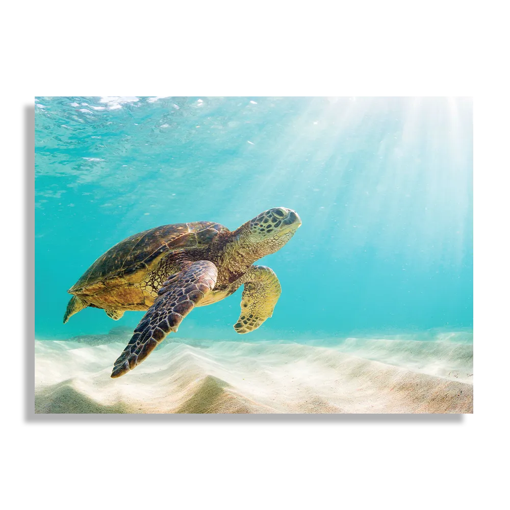 Schilderij Zeeschildpad In Helderblauw Water 04 Rechthoek Horizontaal Template DB 50 70 Horizontaal Dieren 58 1