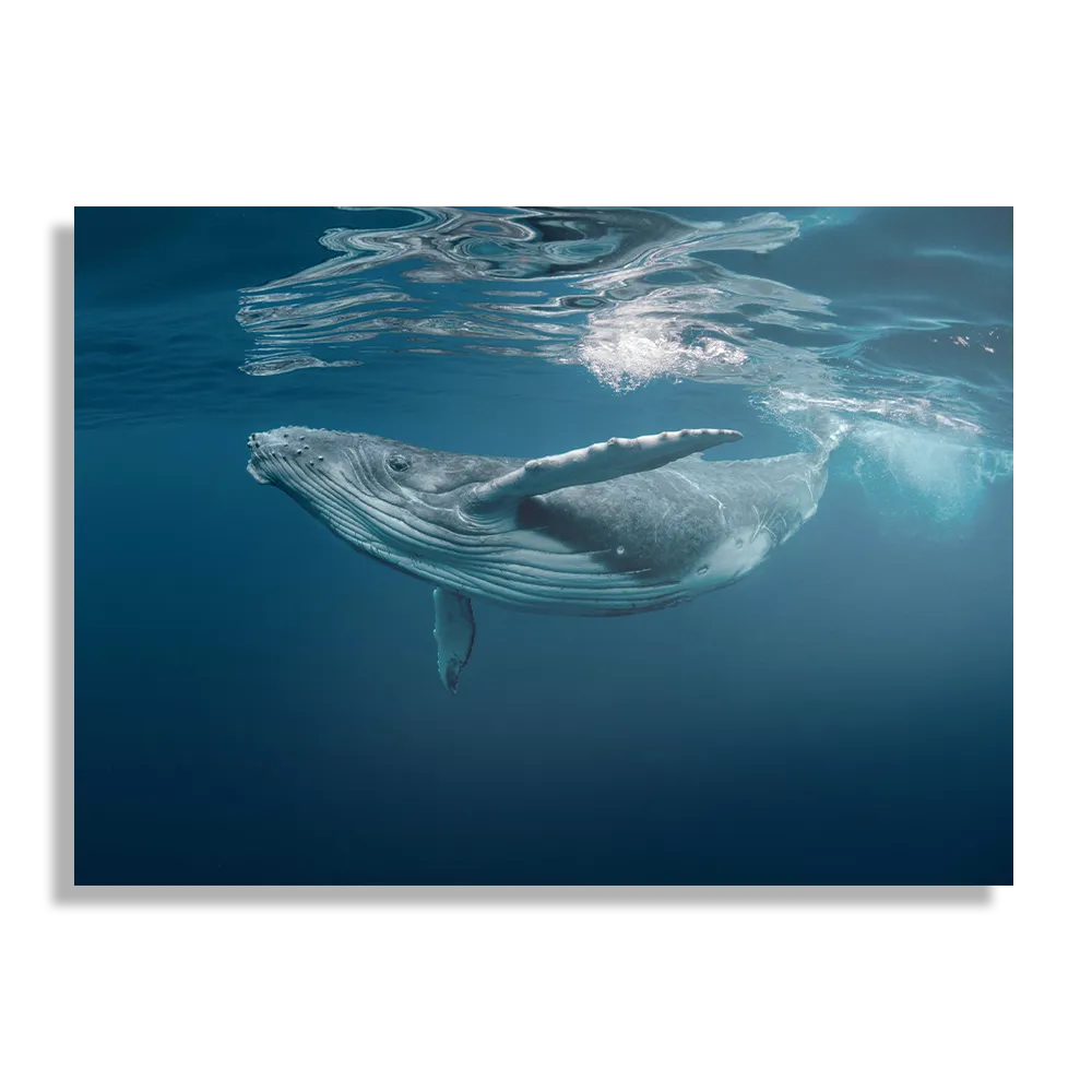 Schilderij De Walvis Rechthoek Horizontaal Template DB 50 70 Horizontaal Dieren 60 1
