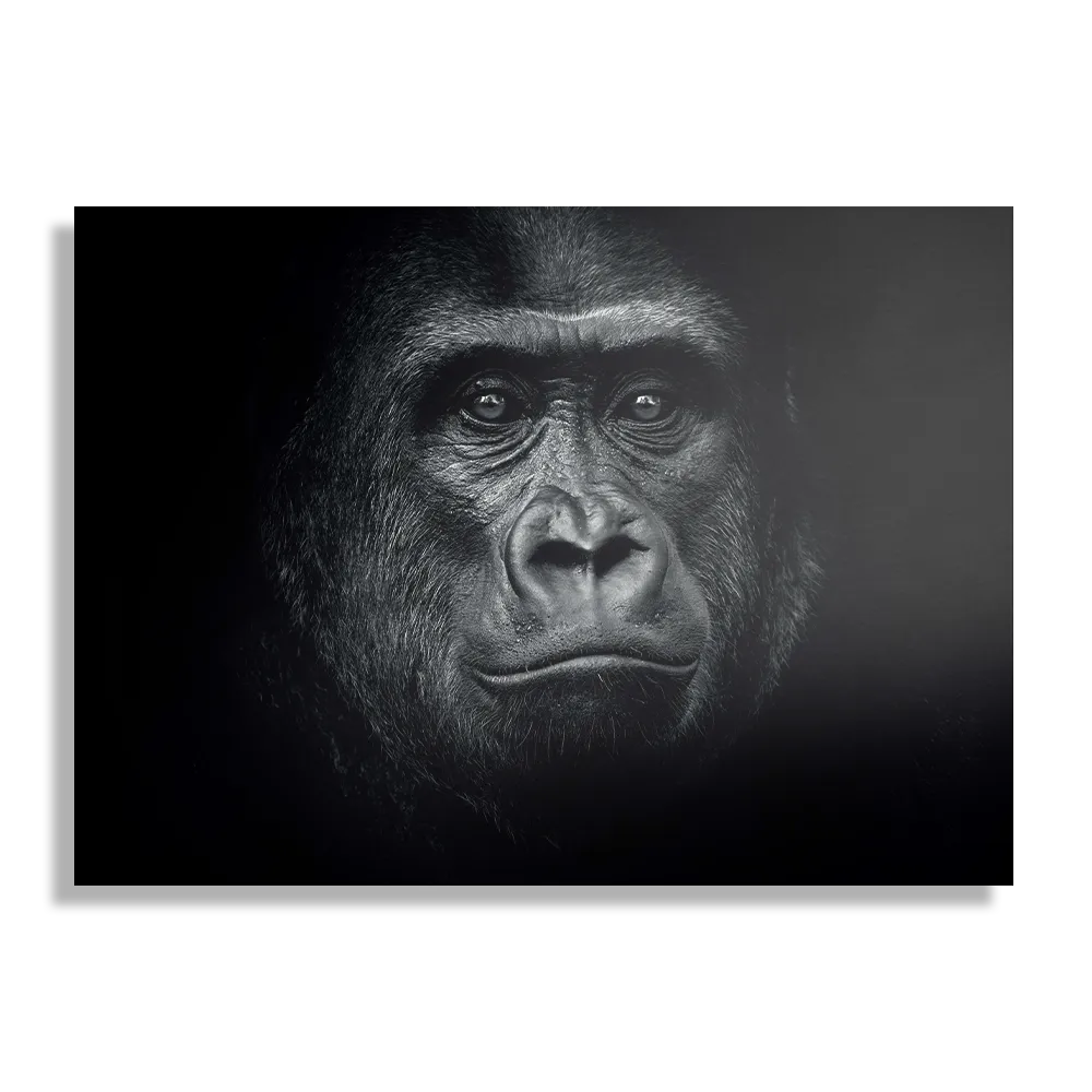 Schilderij De Gorilla Aap Rechthoek Horizontaal Template DB 50 70 Horizontaal Dieren 61 1