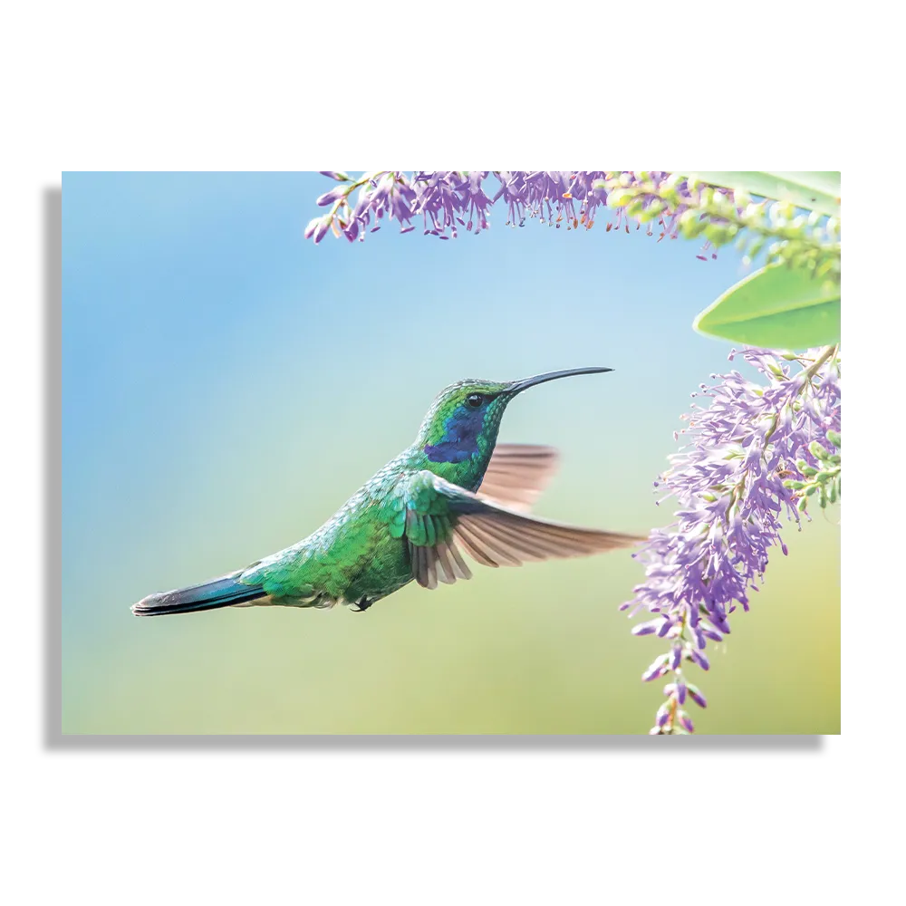 Schilderij Colibri Onderweg Naar Lavendel Rechthoek Horizontaal Template DB 50 70 Horizontaal Dieren 66 1
