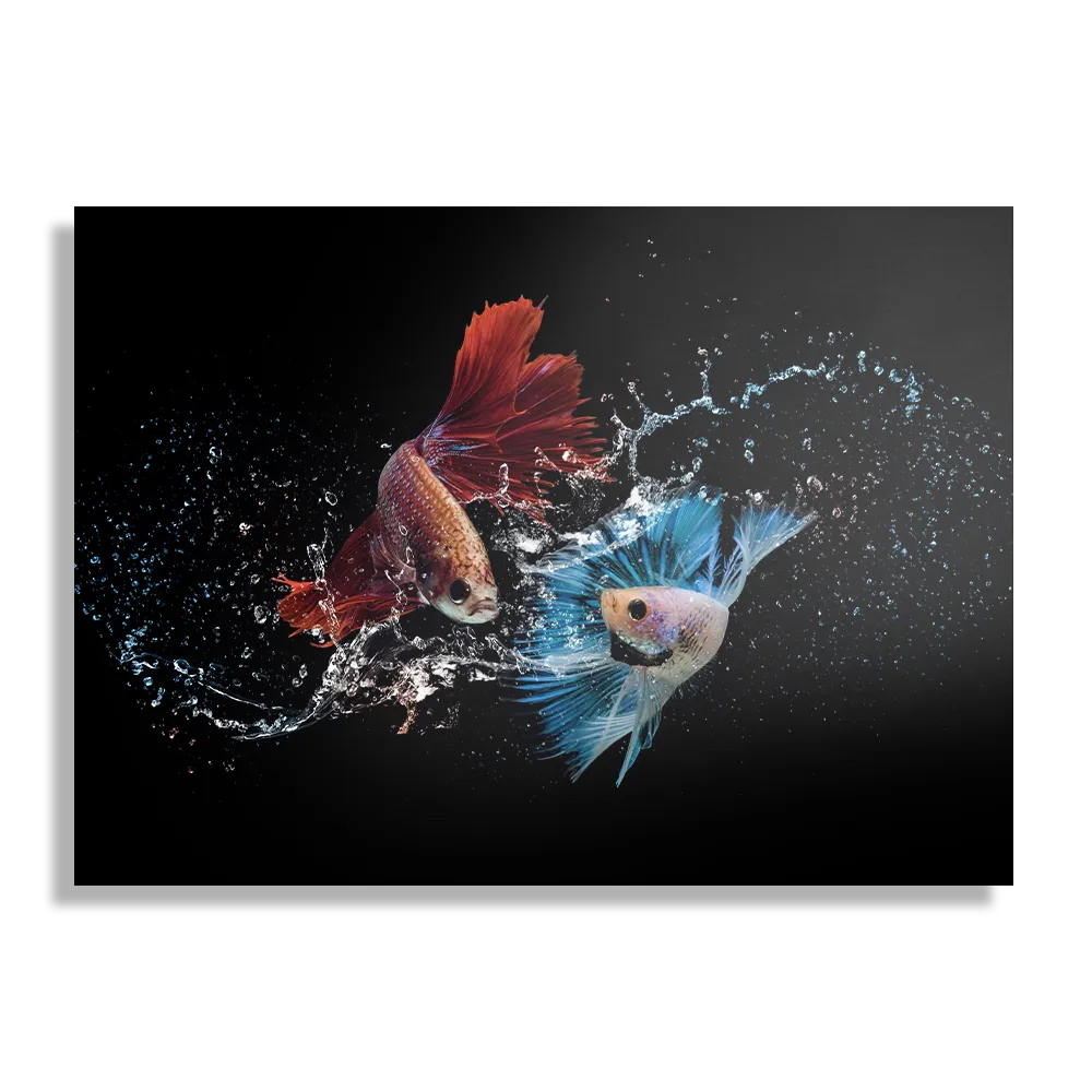 Schilderij Twain Betta Fishes Rechthoek Horizontaal Template DB 50 70 Horizontaal Dieren 68 1