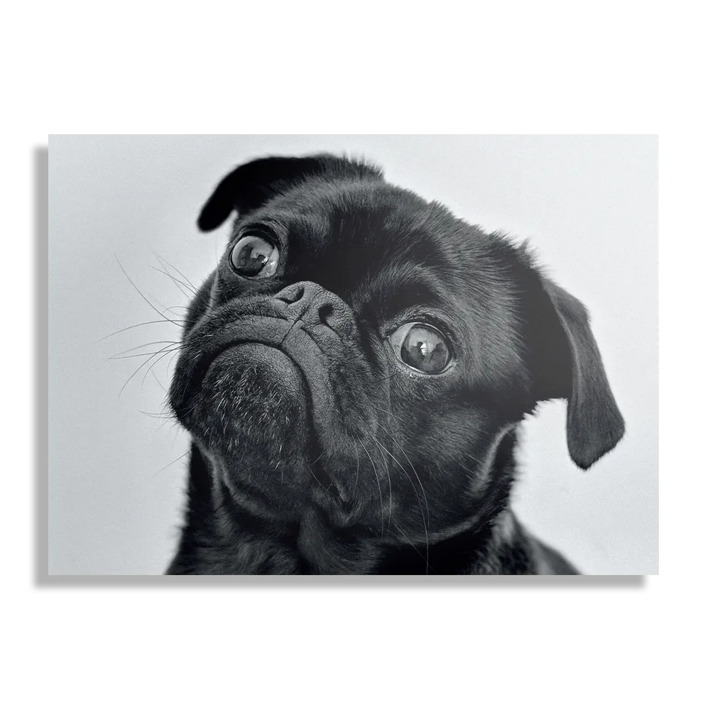 Schilderij Mopshond Zwart Rechthoek Horizontaal Template DB 50 70 Horizontaal Dieren 7 1