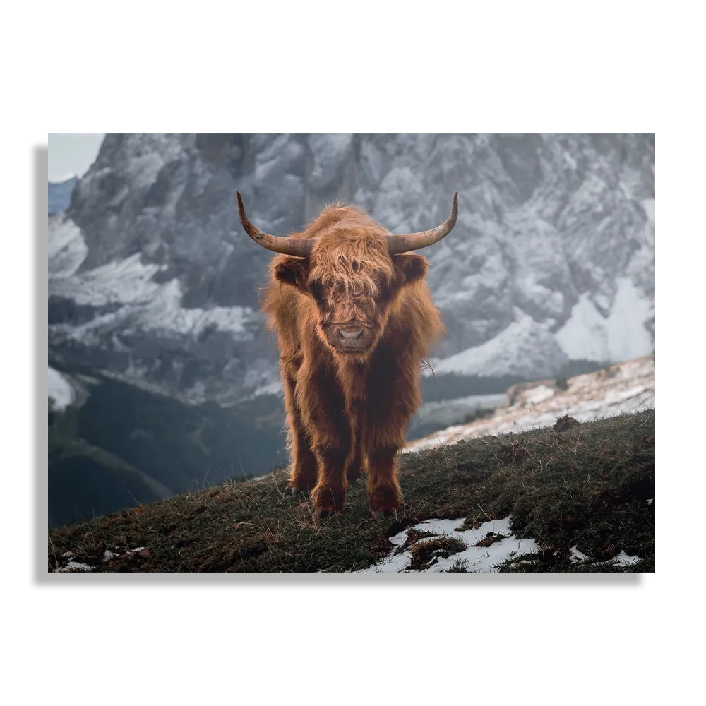 Schilderij Bizon Van Het Gebergten Rechthoek Horizontaal Template DB 50 70 Horizontaal Dieren 71 1