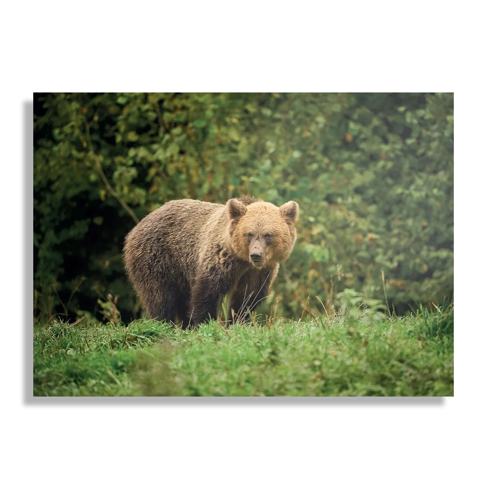 Schilderij De Beer Tussen Het Groen Rechthoek Horizontaal Template DB 50 70 Horizontaal Dieren 78 1