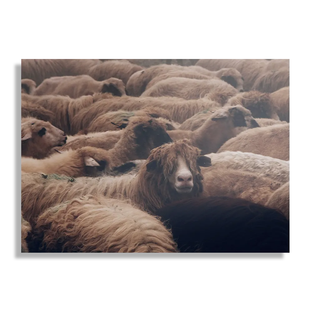 Schilderij Kudde Schapen Rechthoek Horizontaal Template DB 50 70 Horizontaal Dieren 8 1