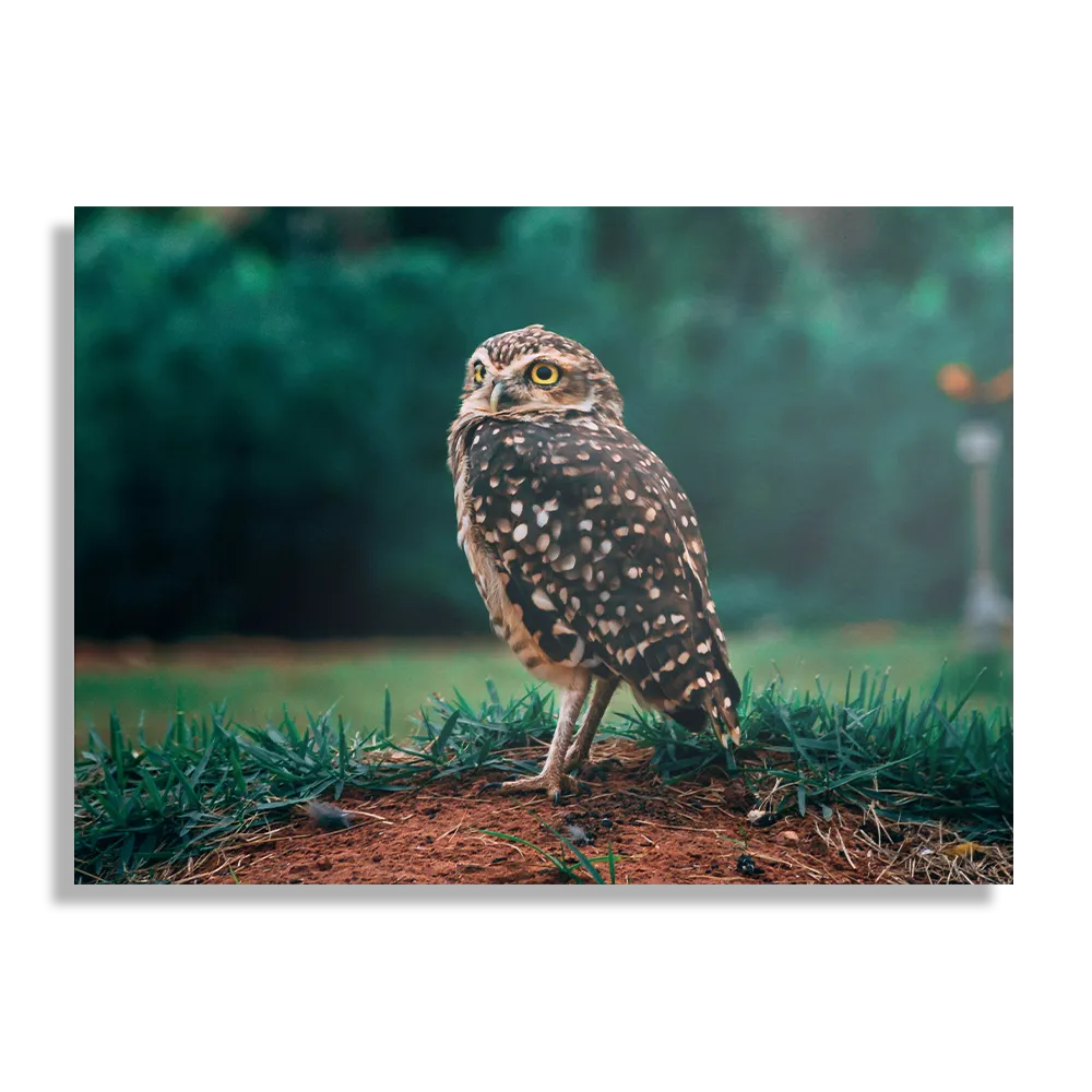 Schilderij Uil In De Natuur Rechthoek Horizontaal Template DB 50 70 Horizontaal Dieren 9 1