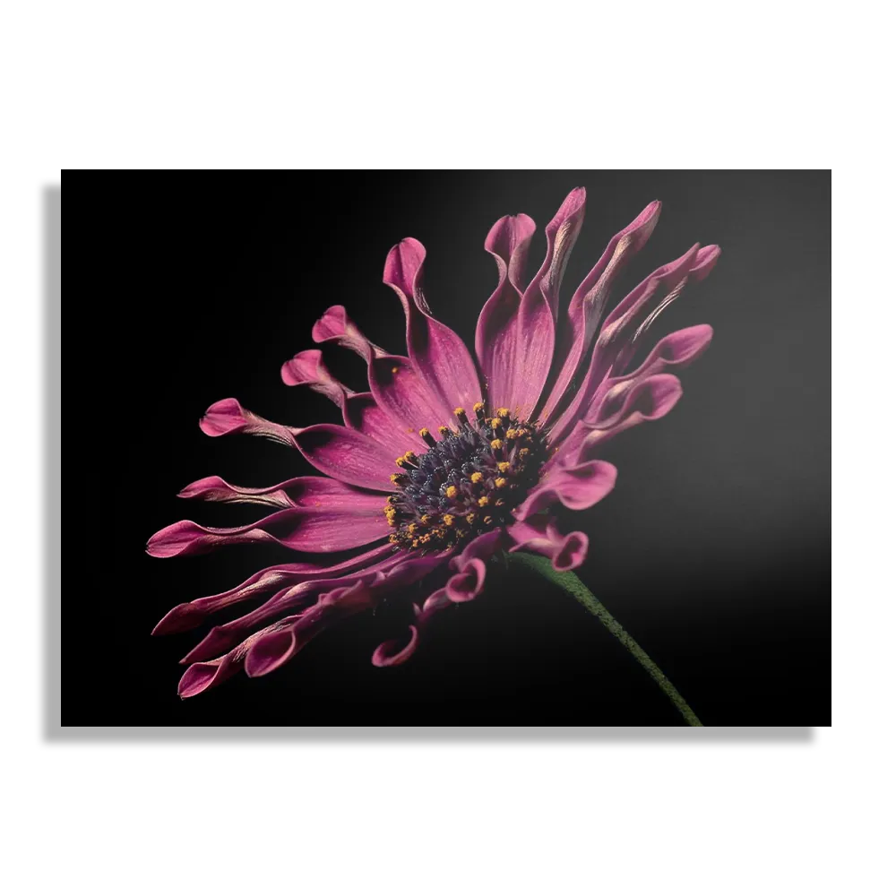 Template_DB_50-70_Horizontaal_Natuur_22-1 Schilderij Aster Bloem Rechthoek Horizontaal Template DB 50 70 Horizontaal Natuur 22 1