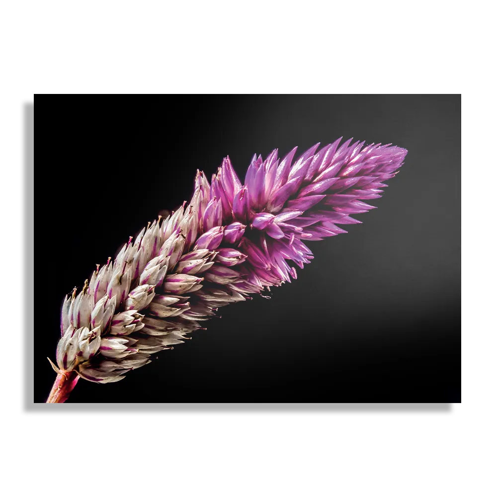 Schilderij Heiden Bloem Rechthoek Horizontaal Template DB 50 70 Horizontaal Natuur 24 1