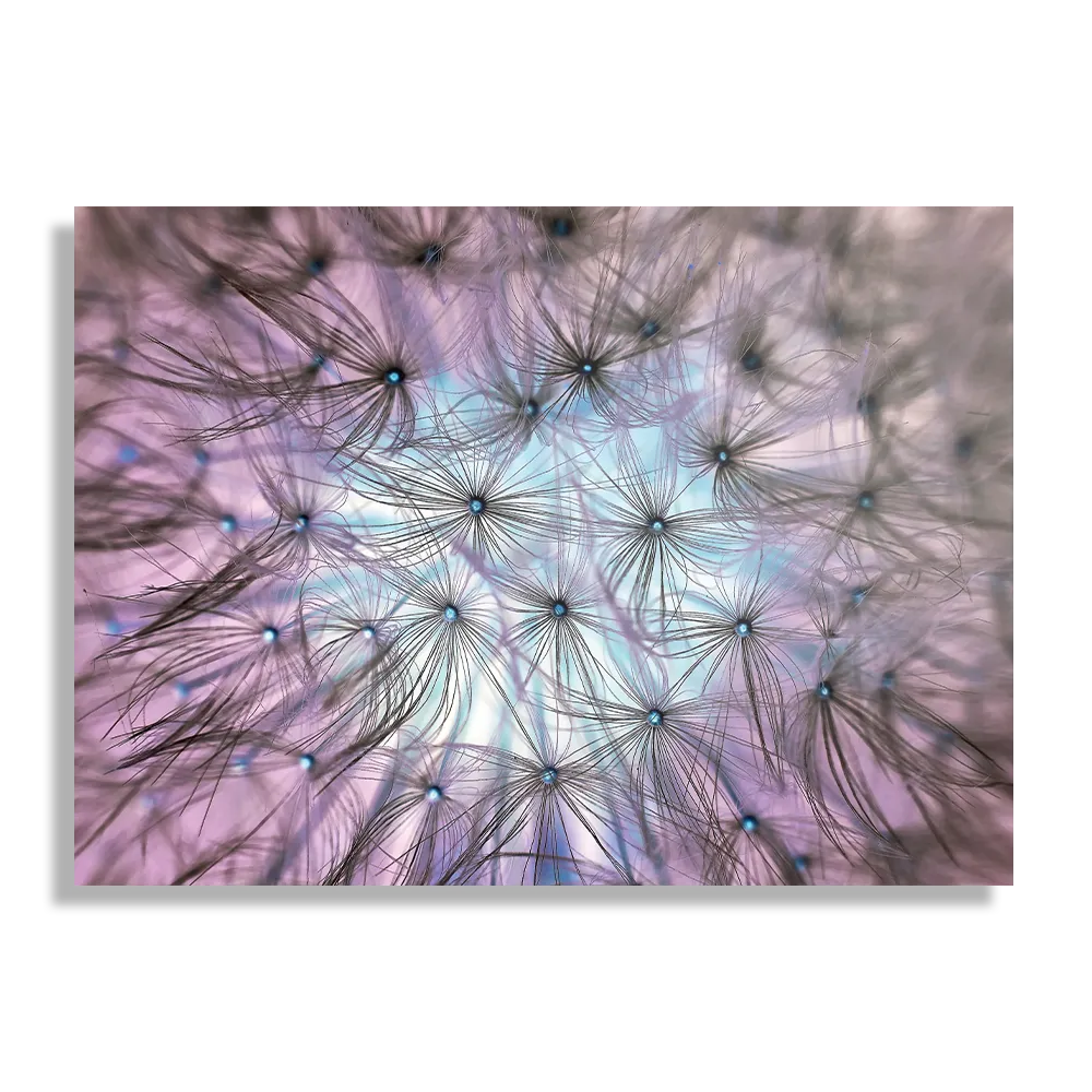 Schilderij Paardenbloem pluis Rechthoek Horizontaal Template DB 50 70 Horizontaal Natuur 25 1