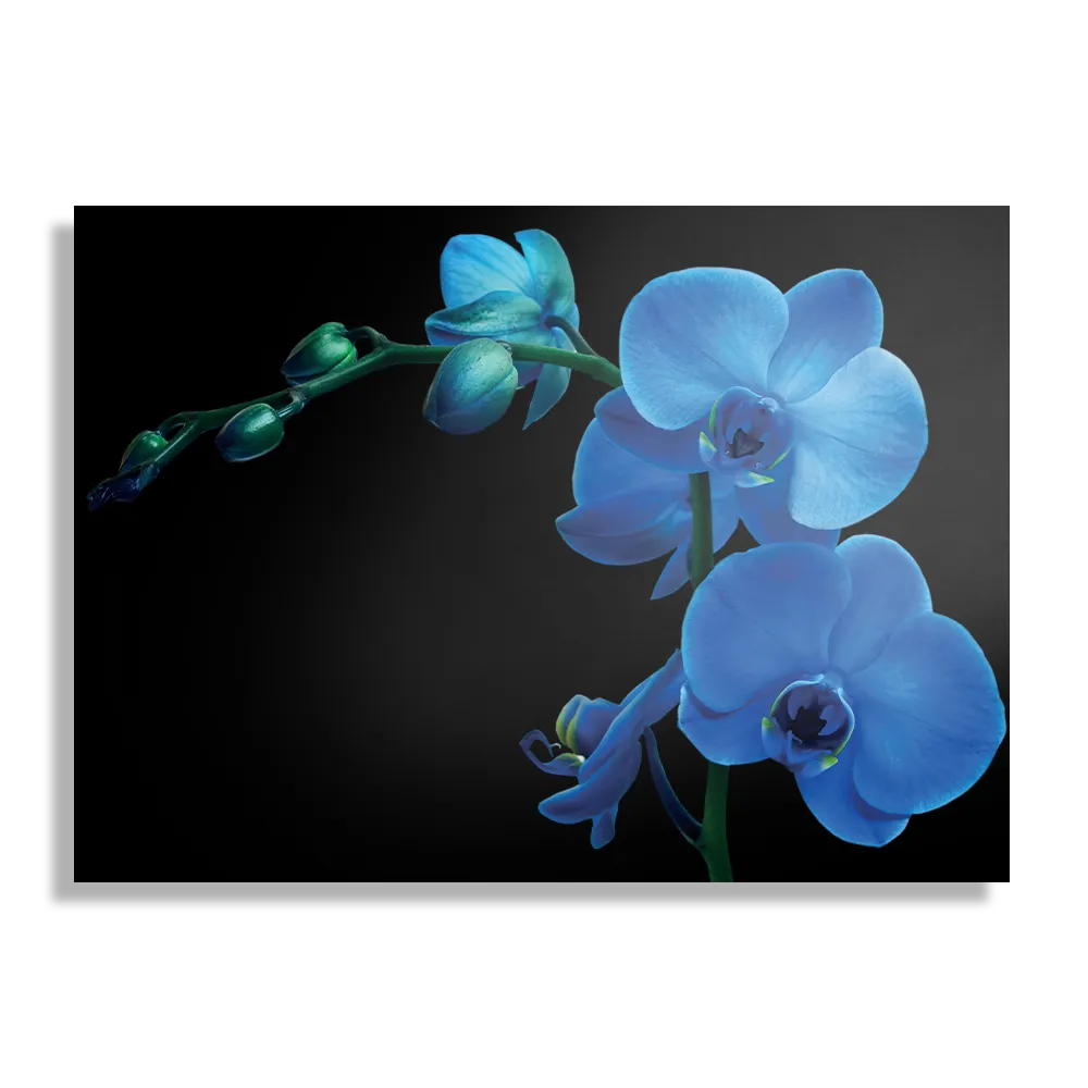 Template_DB_50-70_Horizontaal_Natuur_39-1 Schilderij Orchidee Rechthoek Horizontaal Template DB 50 70 Horizontaal Natuur 39 1
