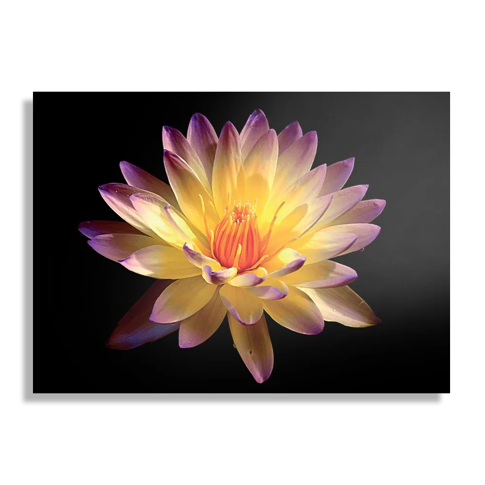 Schilderij Paarse Gele Dahlia Rechthoek Horizontaal Template DB 50 70 Horizontaal Natuur 60 1