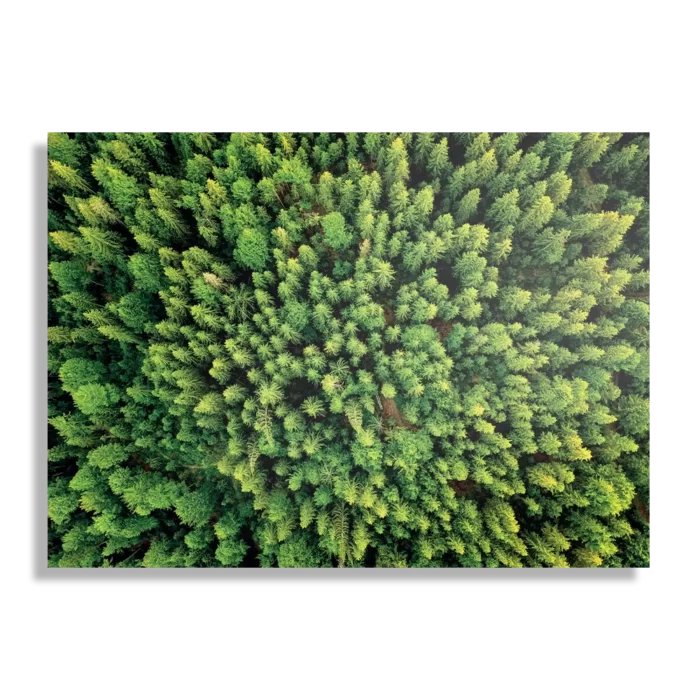 Schilderij Het groene bos Rechthoek Horizontaal Template DB 50 70 Horizontaal Natuur 64 1