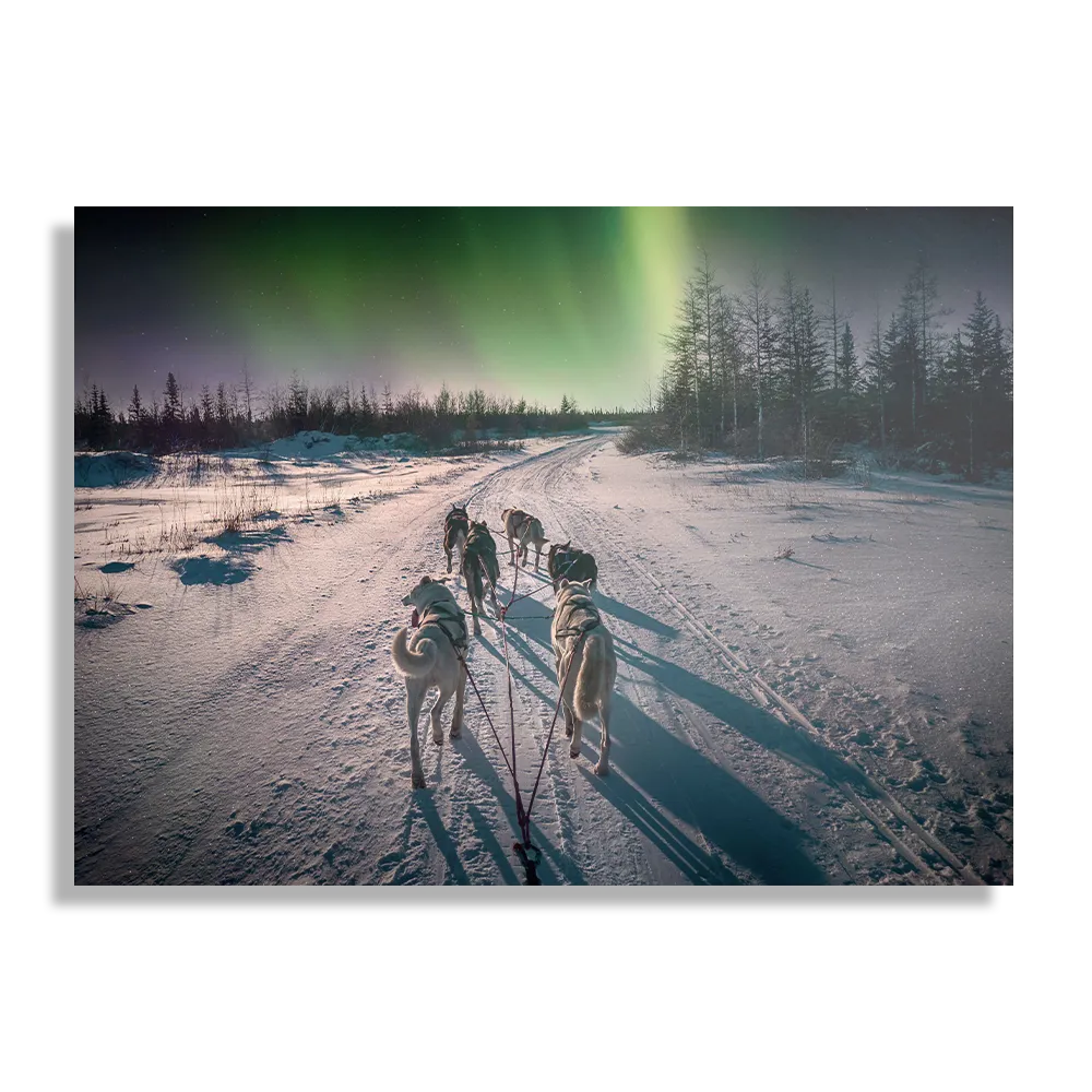 Schilderij Huskies door Lapland Rechthoek Horizontaal Template DB 50 70 Horizontaal Natuur 66 1