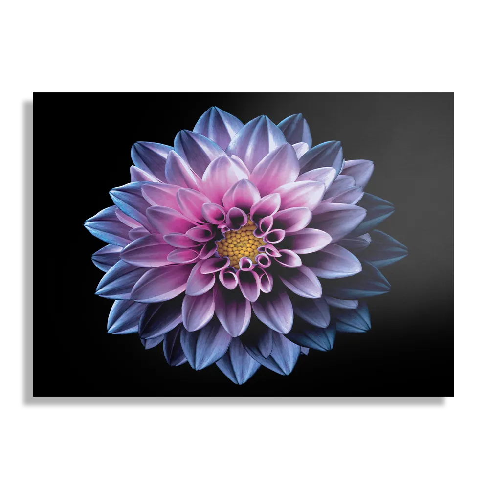 Template_DB_50-70_Horizontaal_Natuur_67-1 Schilderij Paarse Dahlia Rechthoek Horizontaal Template DB 50 70 Horizontaal Natuur 67 1
