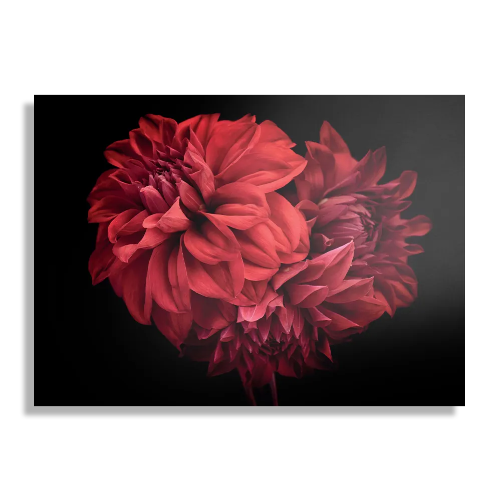 Template_DB_50-70_Horizontaal_Natuur_75-1 Schilderij Rood Paarse Dahlia Rechthoek Horizontaal Template DB 50 70 Horizontaal Natuur 75 1