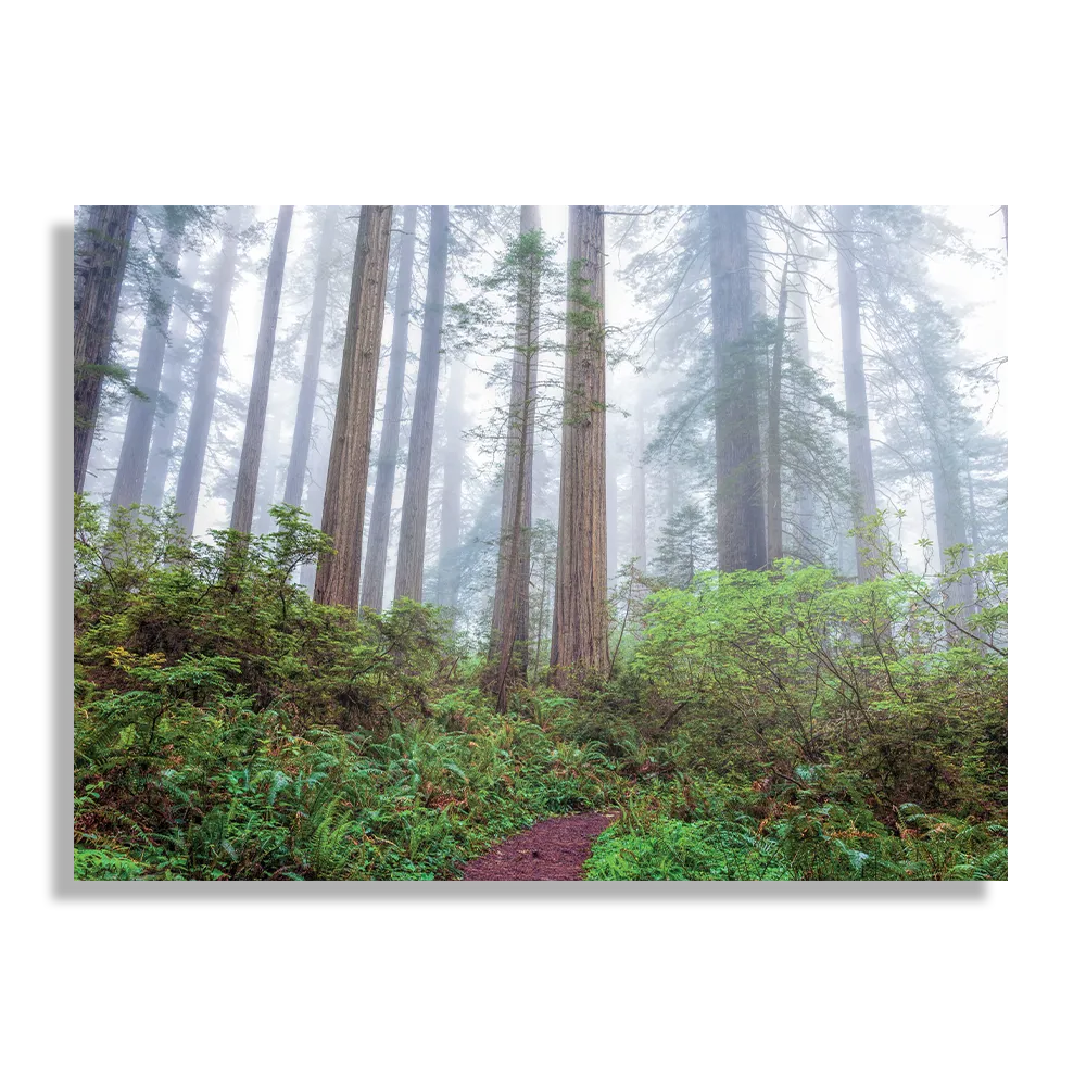 Schilderij Sequoia bos Rechthoek Horizontaal Template DB 50 70 Horizontaal Natuur 88 1