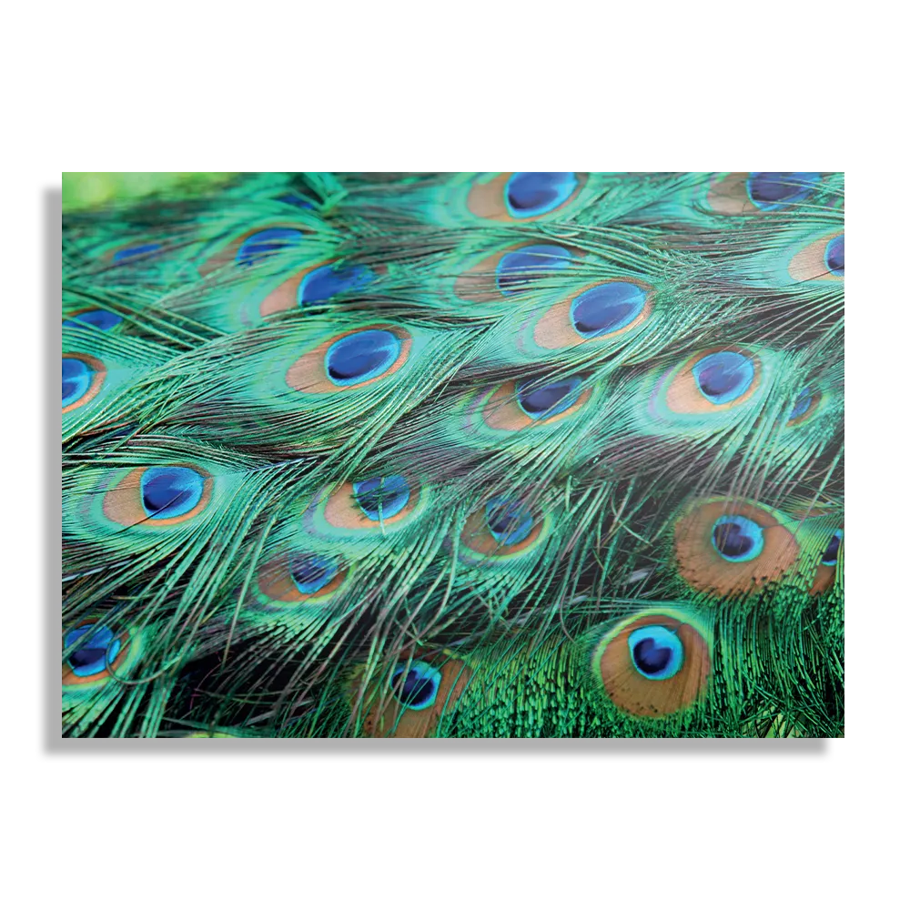 Template_DB_50-70_Horizontaal_Natuur_89-1 Schilderij Veren van de Pauw Rechthoek Horizontaal Template DB 50 70 Horizontaal Natuur 89 1