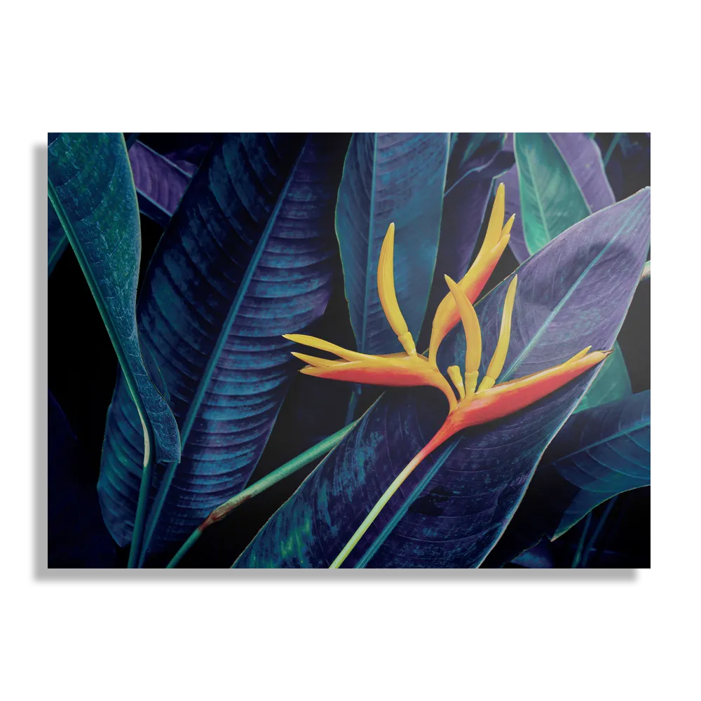Schilderij Heliconia bloem op donkere achtergrond Rechthoek Horizontaal Template DB 50 70 Horizontaal Natuur 95 1