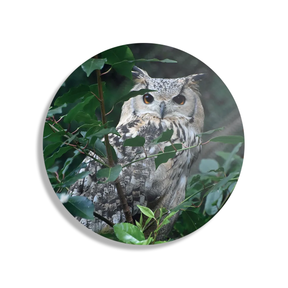 Schilderij Uil Op Tak Rond – Muurcirkel Template TP DB Rond Dieren 12 1