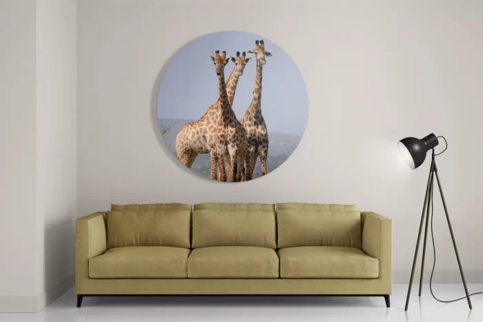 Schilderij Drie Giraffen Rond – Muurcirkel Template TP DB Rond Dieren 14 2