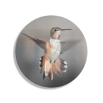 Schilderij De Vliegende Kolibrie Vogel Rond – Muurcirkel Template TP DB Rond Dieren 19 1