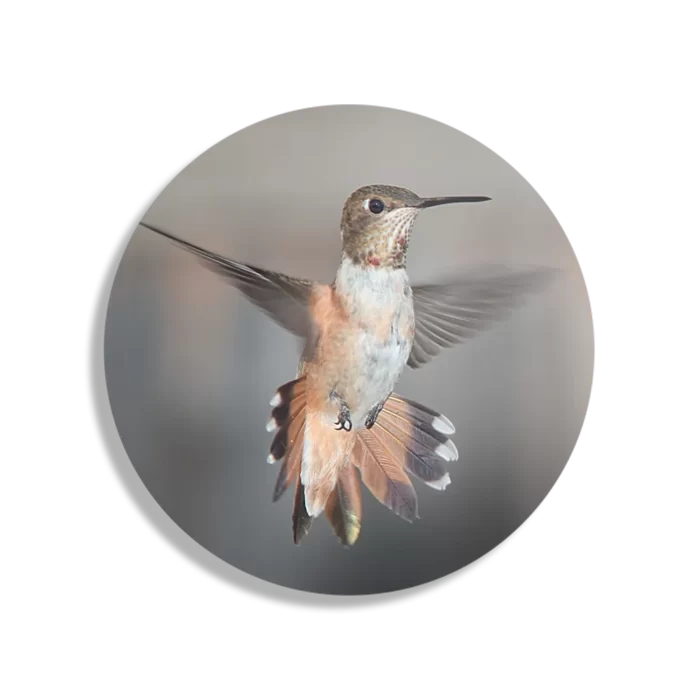 Schilderij De Vliegende Kolibrie Vogel Rond – Muurcirkel Template TP DB Rond Dieren 19 1