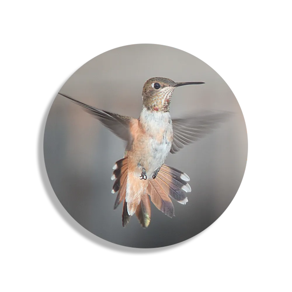 Template_TP_DB_Rond_Dieren_19-1 Schilderij De Vliegende Kolibrie Vogel Rond – Muurcirkel Template TP DB Rond Dieren 19 1