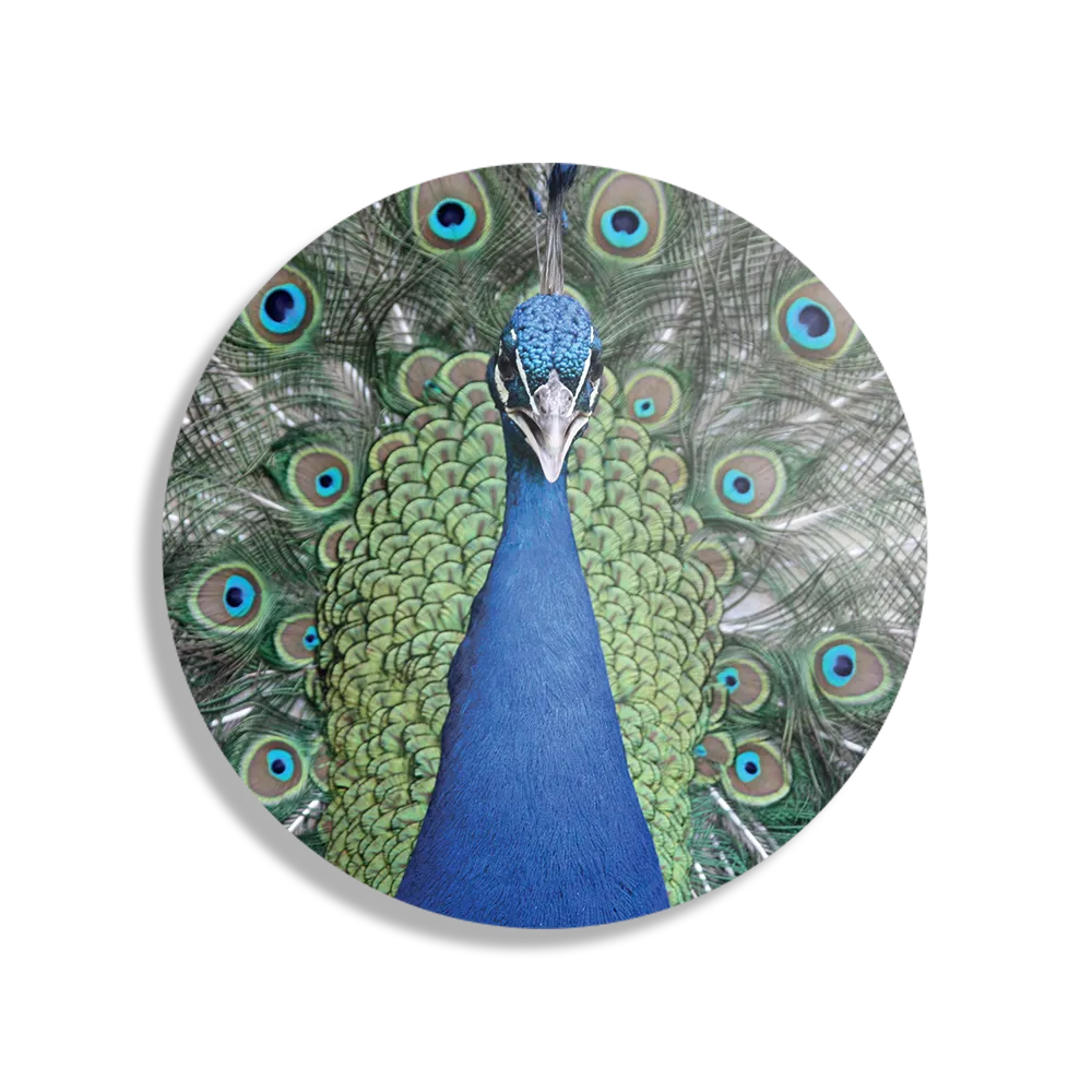 Template_TP_DB_Rond_Dieren_20-1 Schilderij Blauwe Pauw Met Groene Verem Rond – Muurcirkel Template TP DB Rond Dieren 20 1