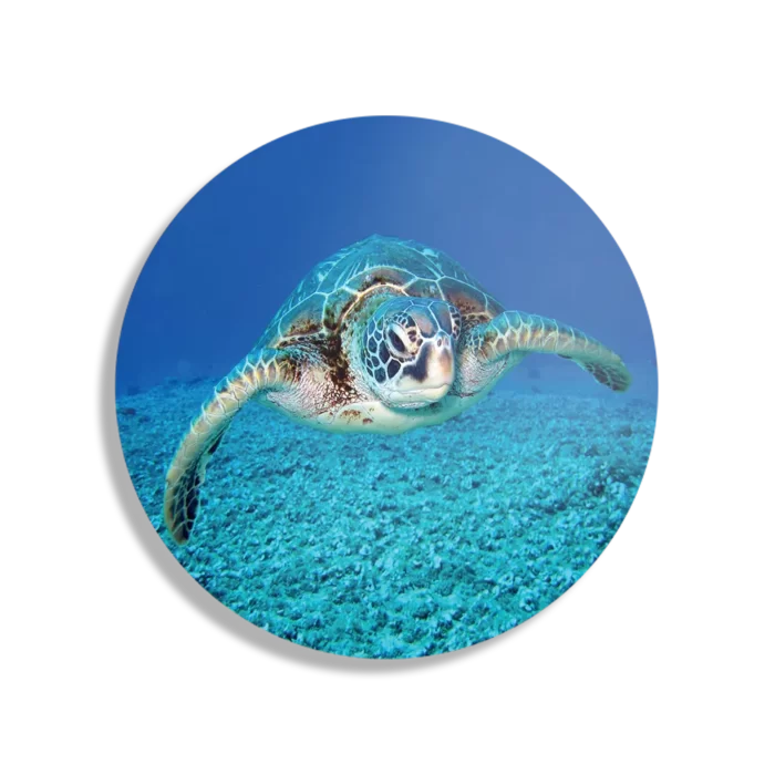 Schilderij Zeeschildpad In Helderblauw Water 01 Rond – Muurcirkel Template TP DB Rond Dieren 21 1