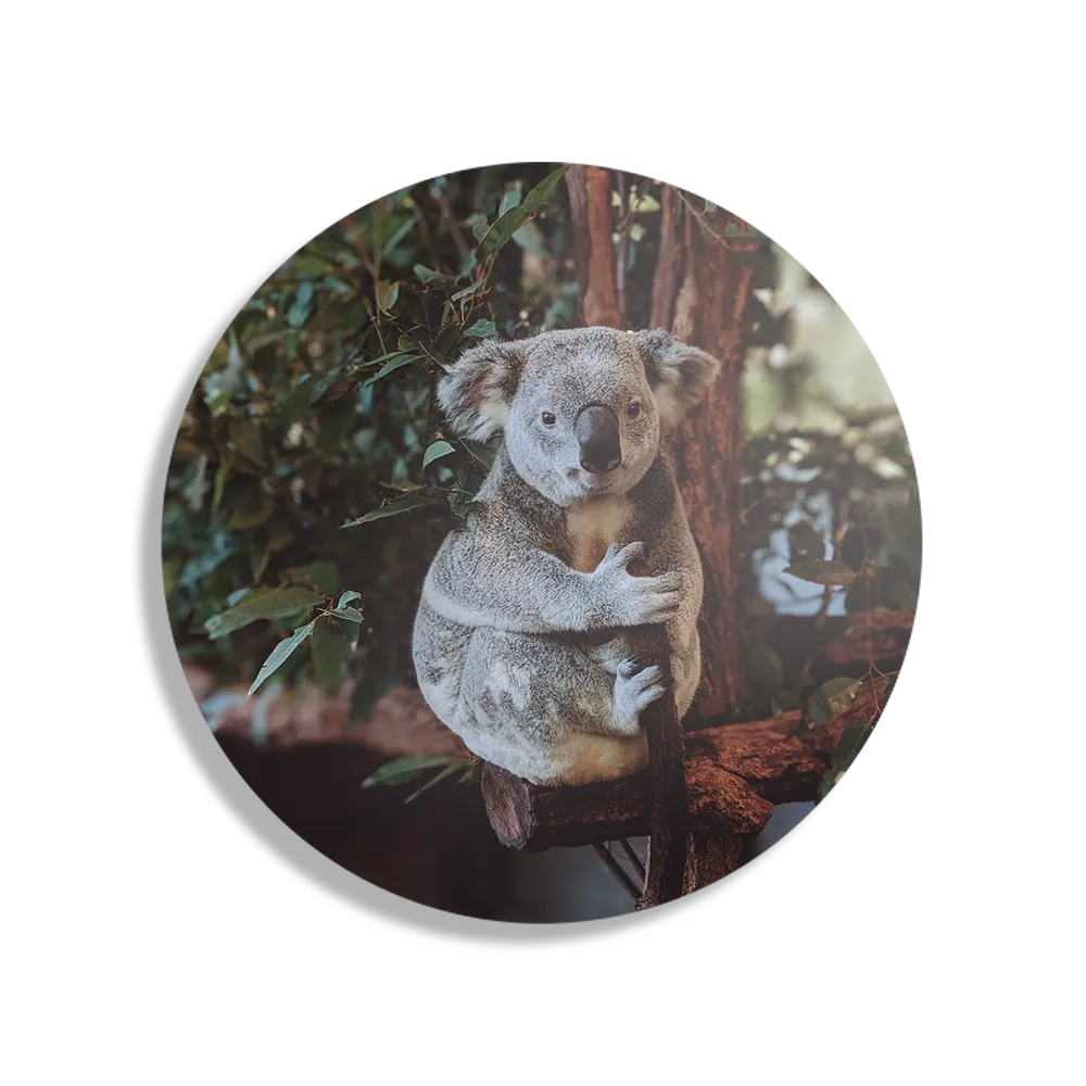 Schilderij De Vastgelamde Koala Rond – Muurcirkel Template TP DB Rond Dieren 23 1