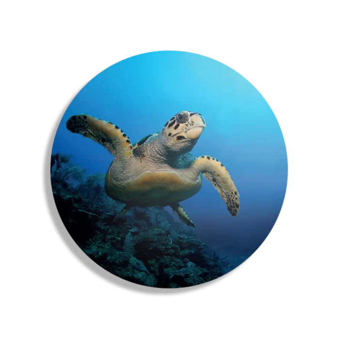 Schilderij Zeeschildpad In Helderblauw Water 02 Rond – Muurcirkel Template TP DB Rond Dieren 26 1
