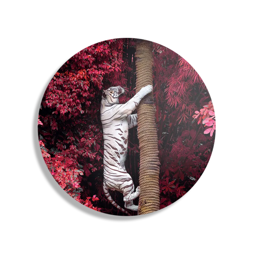 Schilderij De Witte Tijger Rond – Muurcirkel Template TP DB Rond Dieren 28 1