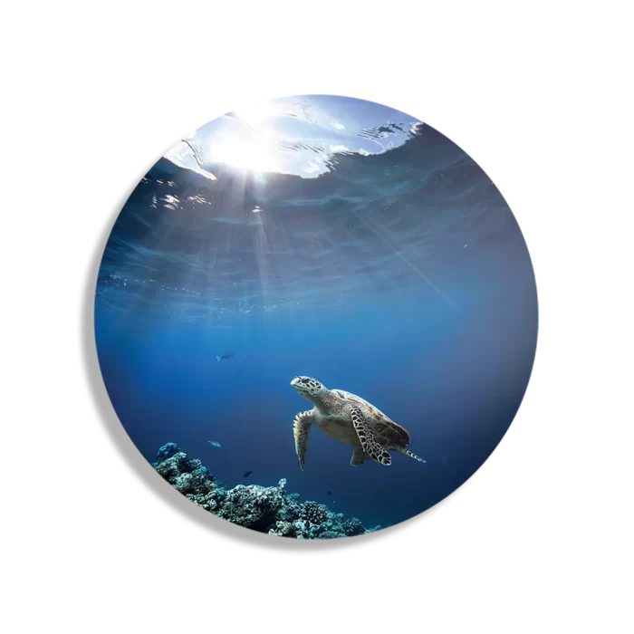 Schilderij Zeeschildpad In Helderblauw Water 03 Rond – Muurcirkel Template TP DB Rond Dieren 30 1