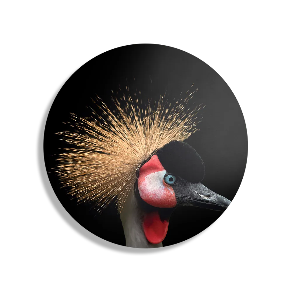 Schilderij Kroonkraanvolgel Close Up Colored Rond – Muurcirkel Template TP DB Rond Dieren 31 1